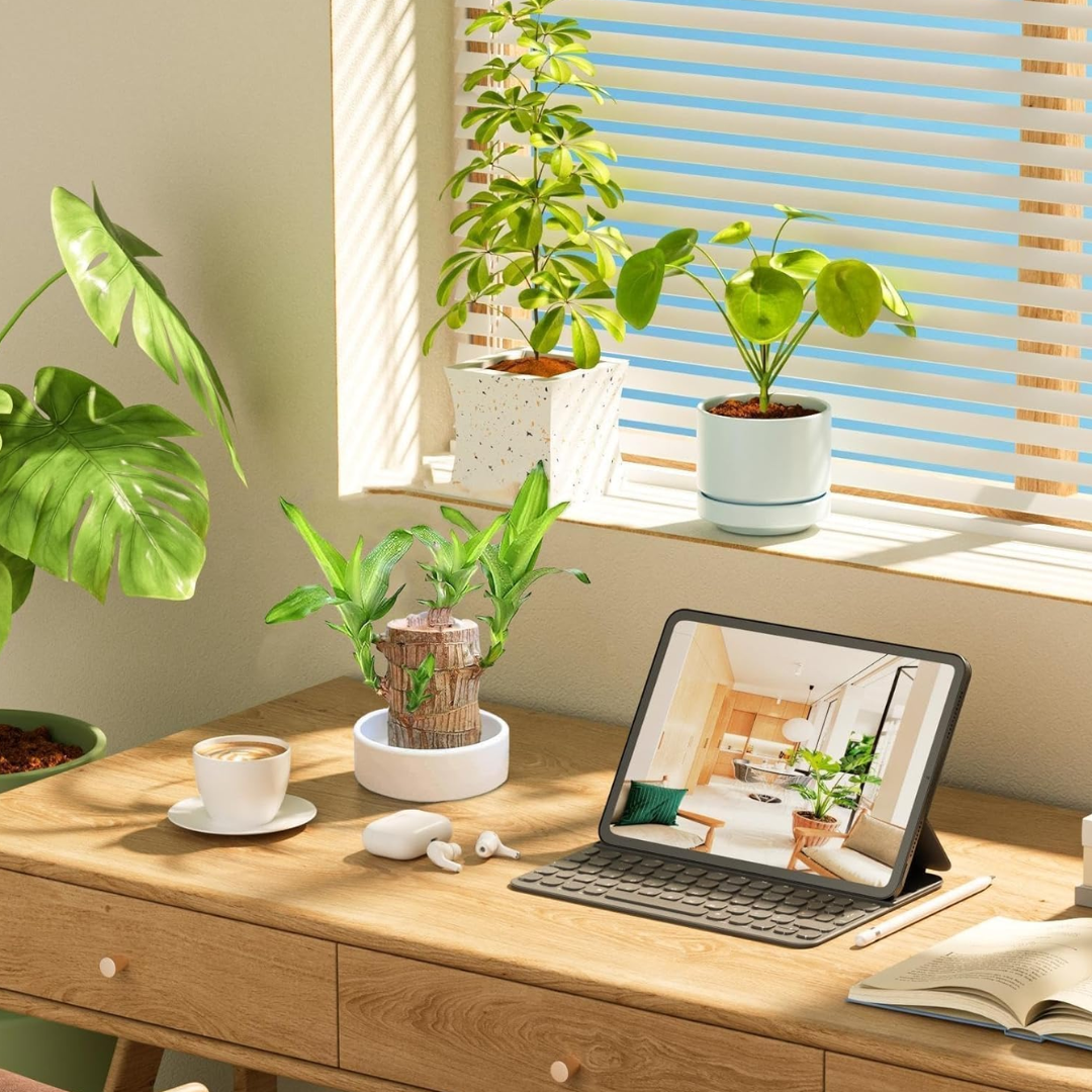 Brazilian Fortune Wood Plant – Air-Purifying Indoor Plant for Home and Office, Symbol of Prosperity and Good Luck 1