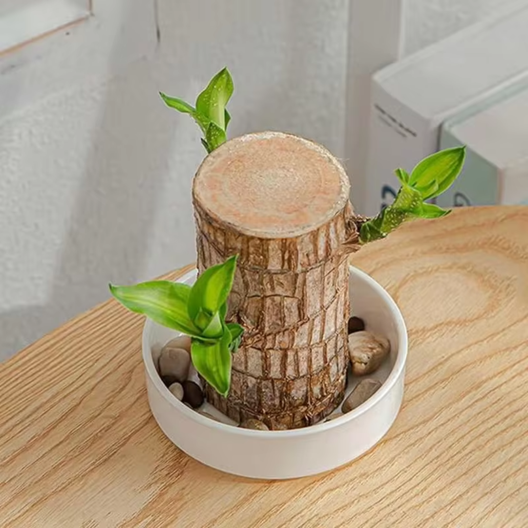 Brazilian Fortune Wood Plant – Air-Purifying Indoor Plant for Home and Office, Symbol of Prosperity and Good Luck 6
