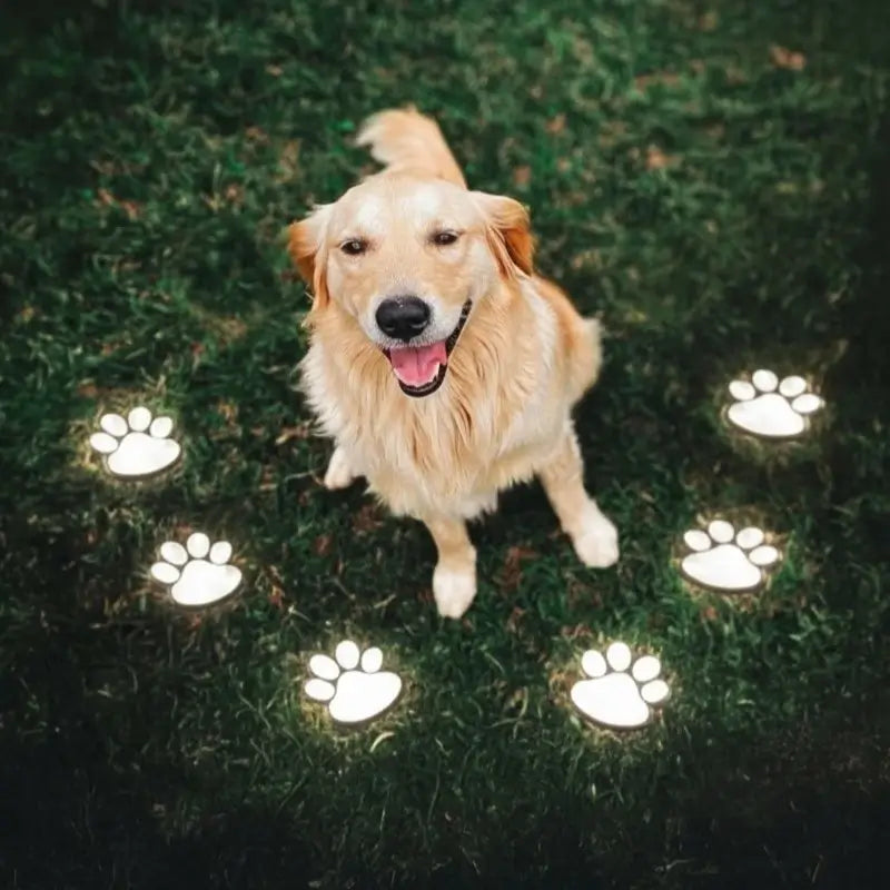 Dog standing on grass with paw print lights around it