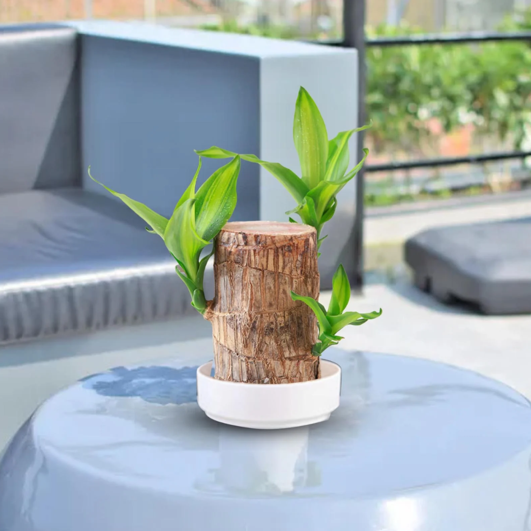 Brazilian Fortune Wood Plant – Air-Purifying Indoor Plant for Home and Office, Symbol of Prosperity and Good Luck 3