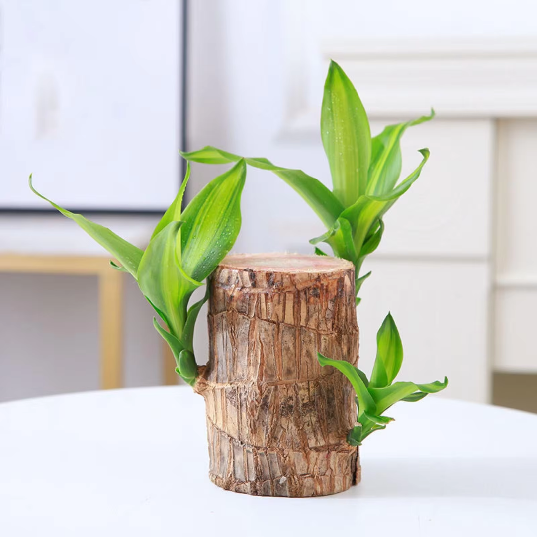 Brazilian Fortune Wood Plant – Air-Purifying Indoor Plant for Home and Office, Symbol of Prosperity and Good Luck 5