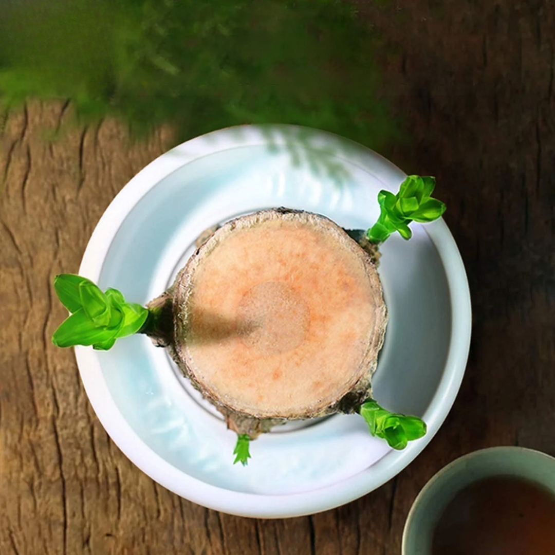 Brazilian Fortune Wood Plant – Air-Purifying Indoor Plant for Home and Office, Symbol of Prosperity and Good Luck 7